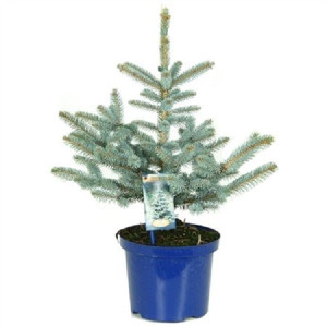 Ель колючая Эрих Фрам (голубая ель)  